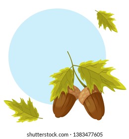 ripe beautiful nuts acorns vector illustration