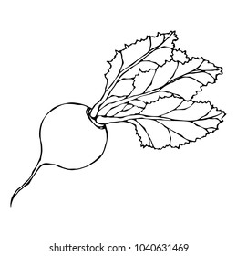 Ripe Beet. Beetroot with Top Leaves. Fresh Vegetable Salad. Hand Drawn Vector Illustration. Savoyar Doodle Style.