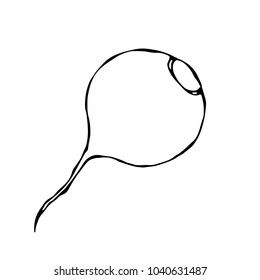 Ripe Beet. Beetroot Without Top Leaves. Fresh Vegetable Salad. Hand Drawn Vector Illustration. Savoyar Doodle Style.