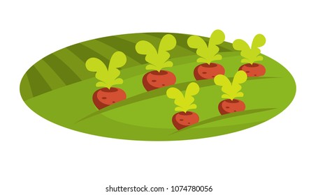 Ripe beet on green field of rural farmland