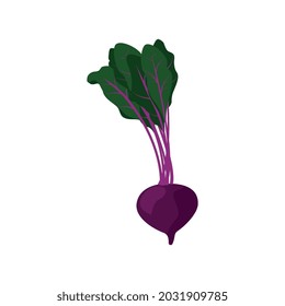 Ripe beetroot with green tops flat icon on white background vector illustration