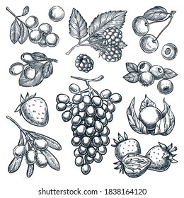 Ripe berries collection isolated on white background. Hand drawn sketch vector illustration of raspberry, blueberry, strawberry, cranberry, grape and goji harvest