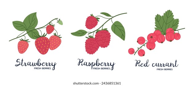 Ripe berries. Hand drawn strawberries, raspberries and red currants, forest or garden fresh berries flat vector illustration set. Edible berries with captions