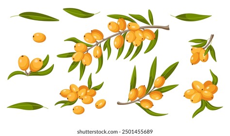 Ripe berries and leaves on branches of sea buckthorn plant 2D cartoon objects set. Natural ingredients flat line vector icons on white background