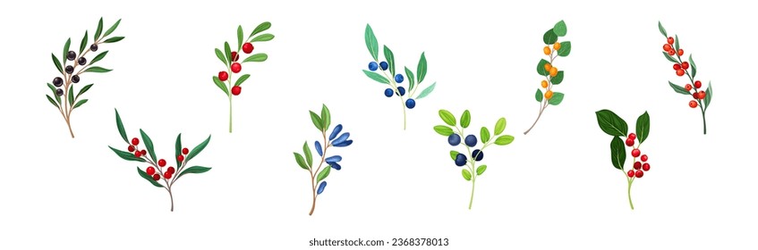 Ripe Berry Twig and Branch with Sweet and Juicy Fruit Vector Set