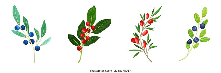 Ripe Berry Twig and Branch with Sweet and Juicy Fruit Vector Set