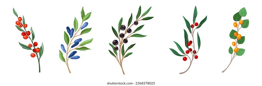 Ripe Berry Twig and Branch with Sweet and Juicy Fruit Vector Set