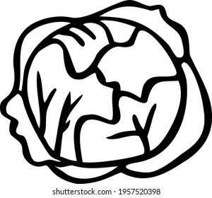 Ripe big head of cabbage with veins. Hand drawn vegetable icon for farm. Varietal white cabbage grown in the vegetable garden. Black doodle. Autumn harvest. Vector illustration of agricultural plant.