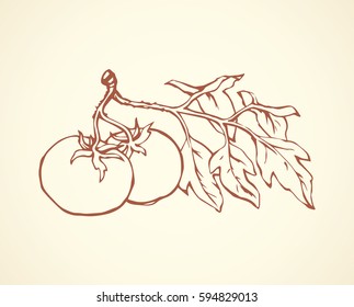 Ripe big juicy fresh red tasty solanum tomato on twig isolated on white backdrop. Freehand outline ink hand drawn picture sketchy in vintage art scribble style. Closeup view with space for text