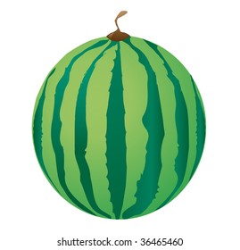 ripe big watermelon vector illustration isolated on white background