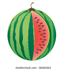 ripe big watermelon vector illustration isolated on white background