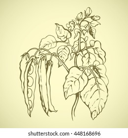 Ripe bio raw fresh long husk leguminosae fruitful stem isolated on white background. Freehand outline ink hand drawn picture sketchy in art doodle style pen on paper. Closeup view with space for text
