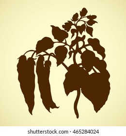 Ripe bio raw husk leguminosae bloom stem isolated on white background. Freehand outline ink hand drawn picture sketchy in art retro engraving style. Closeup view with space for text