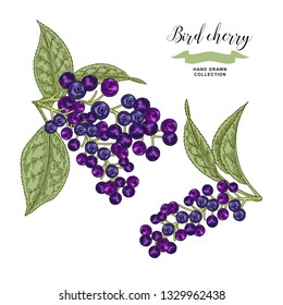 Ripe bird cherry branch isolated on white background. Hand drawn bird-cherry berries. Botanical vector illustration.
