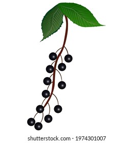 Ripe bird cherry with leaves on a white background. Vector illustration.