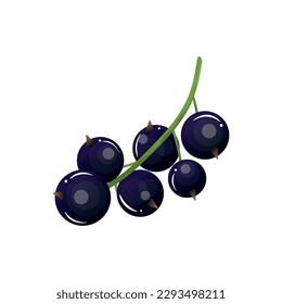 Ripe black currants on white background