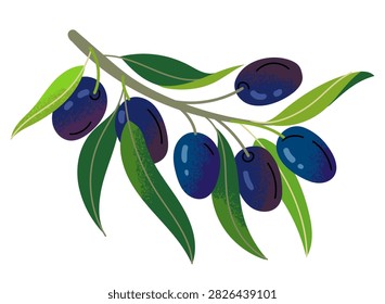 Ripe black olives hanging on tree branch with green leaves. Textured botanical illustration for olive oil bottle label, Mediterranean recipe, kitchen decor, Italian food menu, and junk journal craft