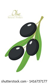 Ripe black olives on white background. Black olives on a branch. For olive oil design, natural cosmetics, health care products.