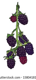 Ripe blackberries on a vine