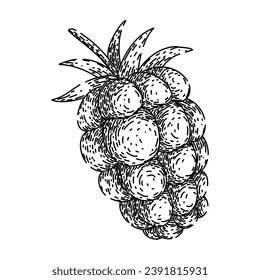 ripe blackberry hand drawn. dessert fresh, group healthy, summer sweet ripe blackberry vector sketch. isolated color illustration