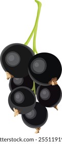 Frutas maduras de groselha preta com Branch e folhas Ilustração isolada no fundo branco