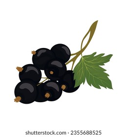 Ripe blackcurrant branch with green leaf.  Garden berry vector stock illustration. Isolated on a white background.