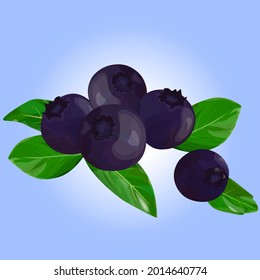 Ripe blueberry berry with leaves on a blue background. Vector illustration