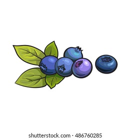 Ripe blueberry, realistic drawing vector illustration isolated on white background. Ripe blueberries and green leaves on white background, botanical illustration, design element