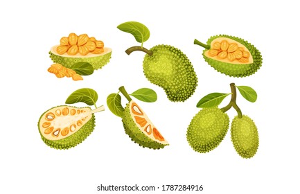 Ripe Bright Green Jackfruit with Seed Coat and Fibrous Core Whole and with Cut Section Vector Set