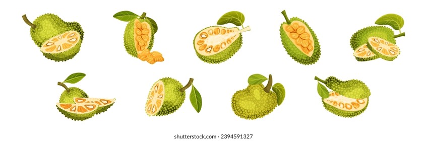 Ripe Bright Green Jackfruit with Seed Coat Vector Set