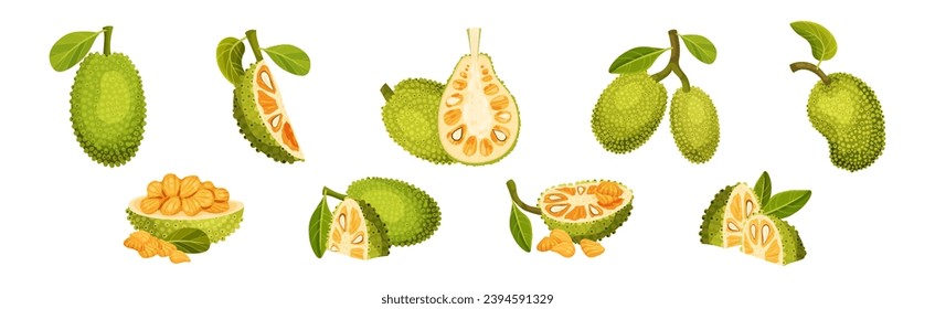 Ripe Bright Green Jackfruit with Seed Coat Vector Set