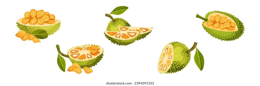 Ripe Bright Green Jackfruit with Seed Coat Vector Set