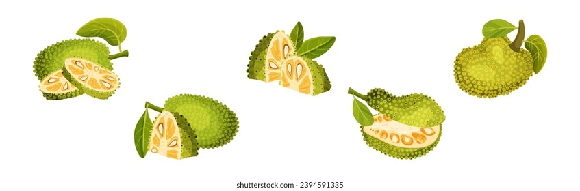 Ripe Bright Green Jackfruit with Seed Coat Vector Set