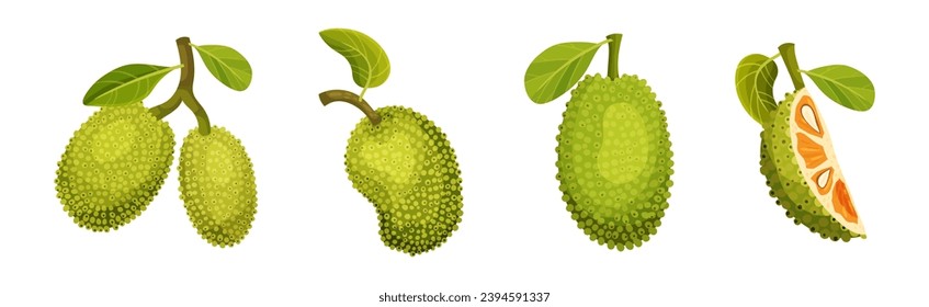 Ripe Bright Green Jackfruit with Seed Coat Vector Set