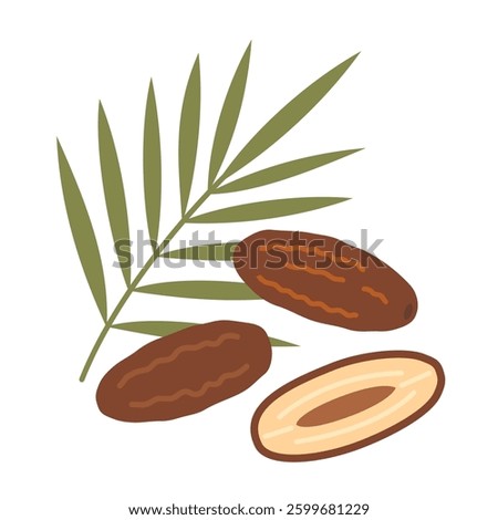 Ripe, brown Dates and green palm leaf. Whole fruit and half with a pit. Modern vector illustration isolated on white background, hand drawn, flat design