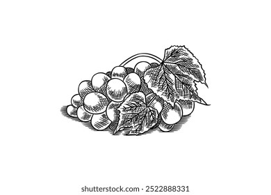 Ripe bunch of grapes in engraving technique close up. Juicy Berries juicy hand drawn illustration isolated on white background. 