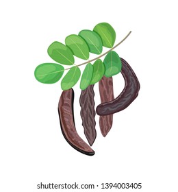 Ripe Carob branch with sweet pods, leaves on white background. vector illustration. for food decoration, bakery