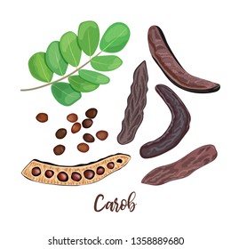 Ripe Carob pods, leaves, seeds and carob powder on the white background. vector illustration.