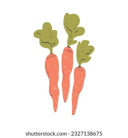 Ripe Carrot Vegetable as Seasonal Harvesting and Yield Vector Illustration