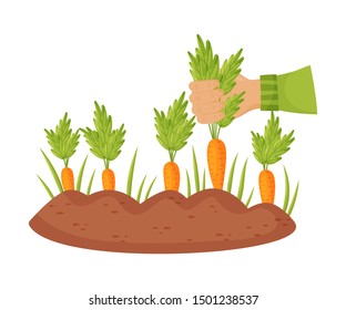 Ripe carrots in the garden. Vector illustration on a white background.