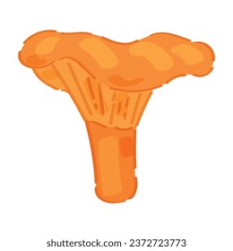 Ripe chanterelle mushroom on white background