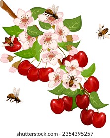 Ripe cherries and bees.Vector illustration with cherries on a branch and bees on a transparent background.