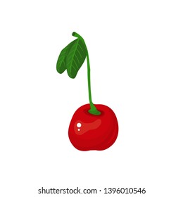  ripe cherry berry vector illustration