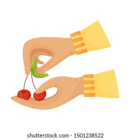 Ripe cherry in the hands. Vector illustration on a white background.