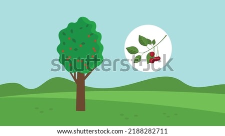 ripe cherry on the tree