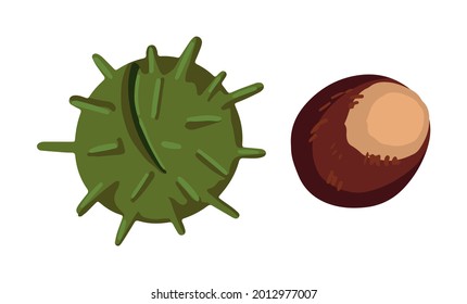 Ripe chestnut fruit and seed. Hand drawn vector stock illustration. Colored cartoon doodle of autumn harvest. Simple drawings isolated on white. Elements for design, print, sticker, card, decor, wrap.