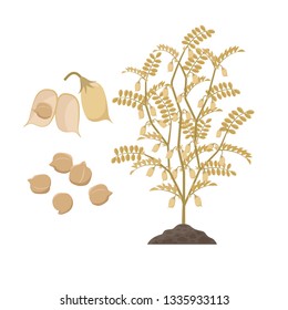 Ripe chickpea plant with open pods and chick peas seeds isolated on white background vector illustration in flat design. Chickpeas crop time, mature plant with light brown pods.