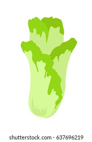 Ripe chinese cabbage in flat style. Fresh chinese cabbage icon. Chinese cabbage logo. Retail store element. Simple drawing. Isolated vector illustration on white background.