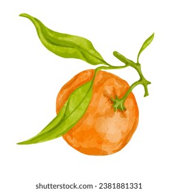 Ripe citrus fruit of tangerine. Vector graphics.