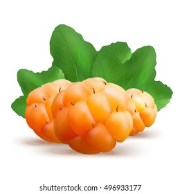 Ripe cloudberry vector illustration. Creeping raspberry with yellow orange berries. Bakeapple or salmonberry icon isolated on white background